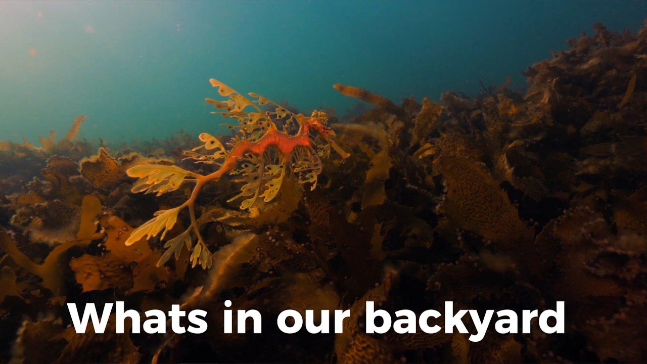 Leafy seadragon | What's in our backyard (teaser)