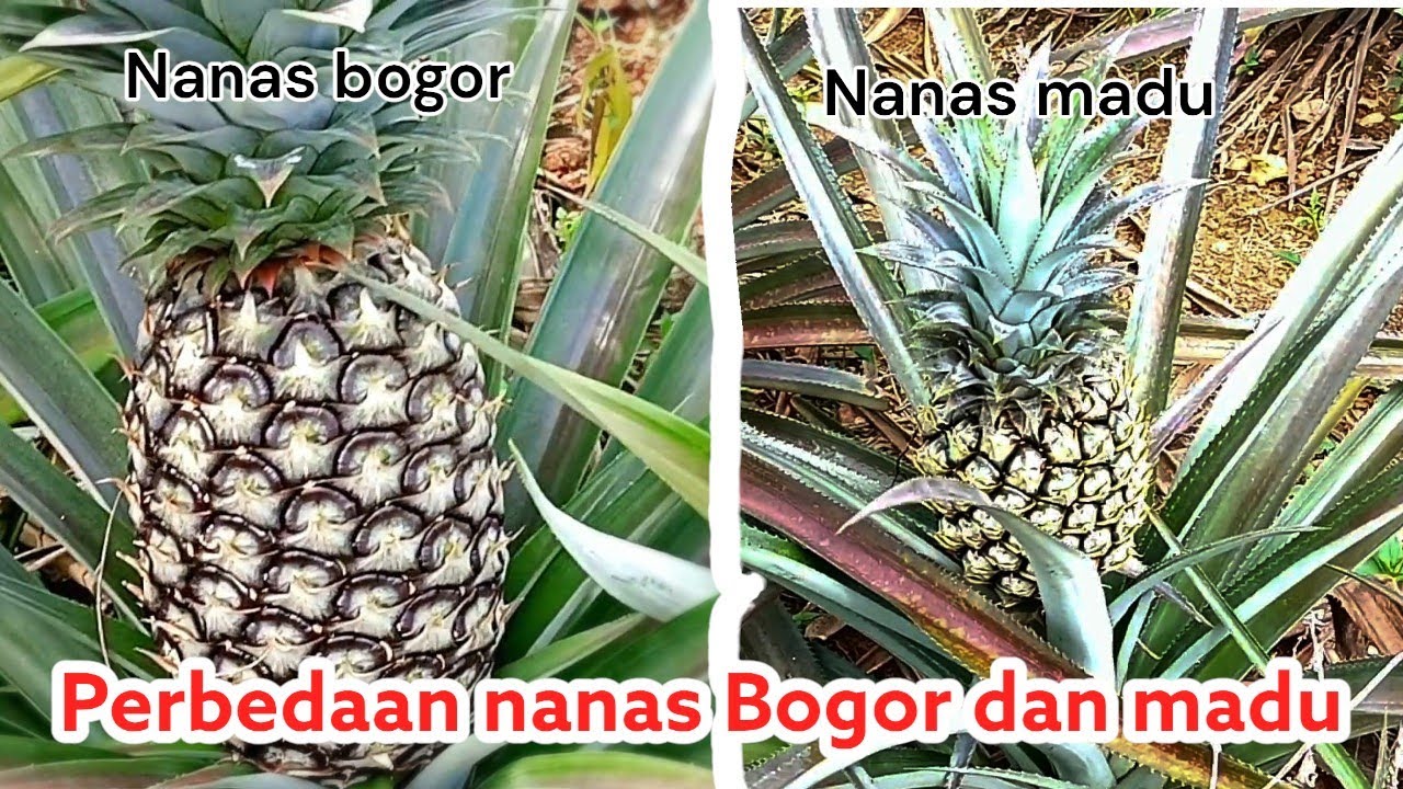 Inilah Perbedaan Yang Mencolok Yang Belum Banyak Orang Tahu Antara Nanas Bogor Dan madu
