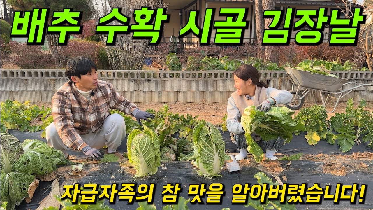 도시 생활에 지쳐 귀촌한 시골에서 직접 기른 배추로 생애 첫 김장 해보았습니다(feat.고구마 나눔 당첨자 발표)