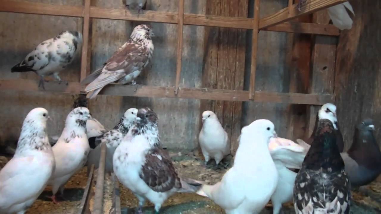 iranian pigeon
