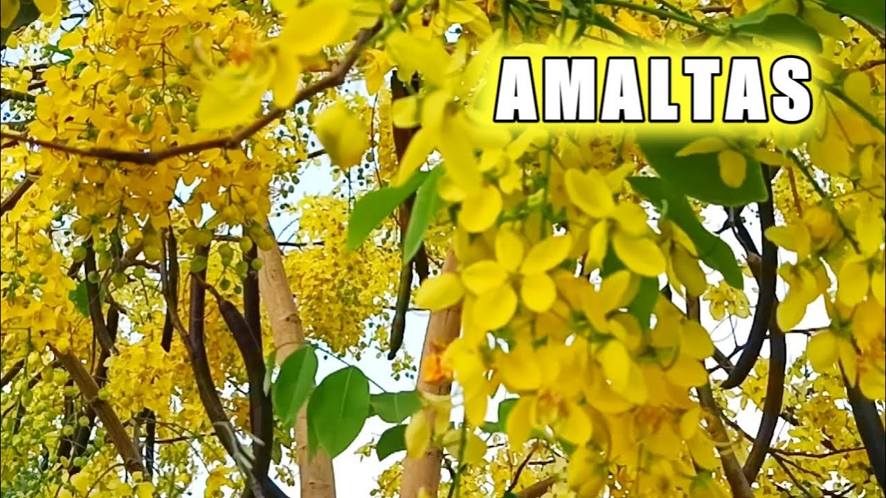 How to grow amaltas tree plant | Care of golden shower tree