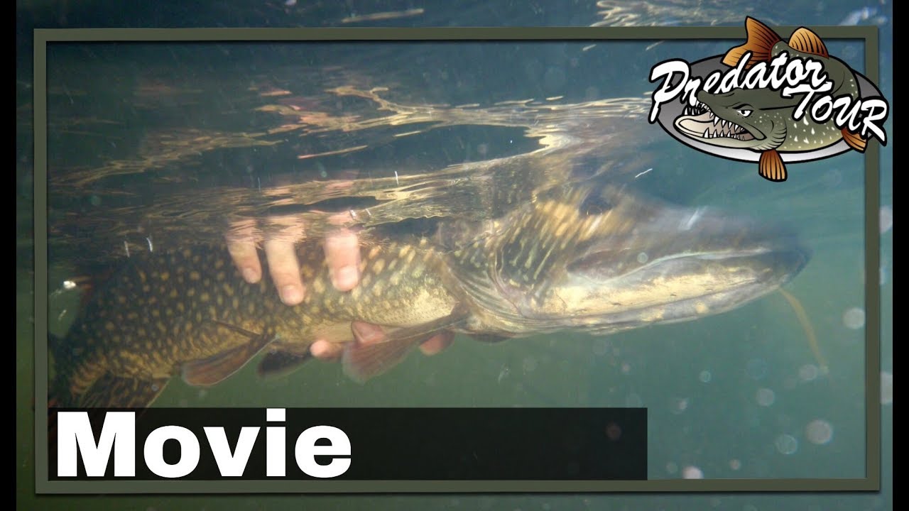 🎣 EUROPEAN PREDATOR FISHING COMPETITION 🎥 (Fish & Fang) | PredatorTour 2018 | Pike Zander fishing