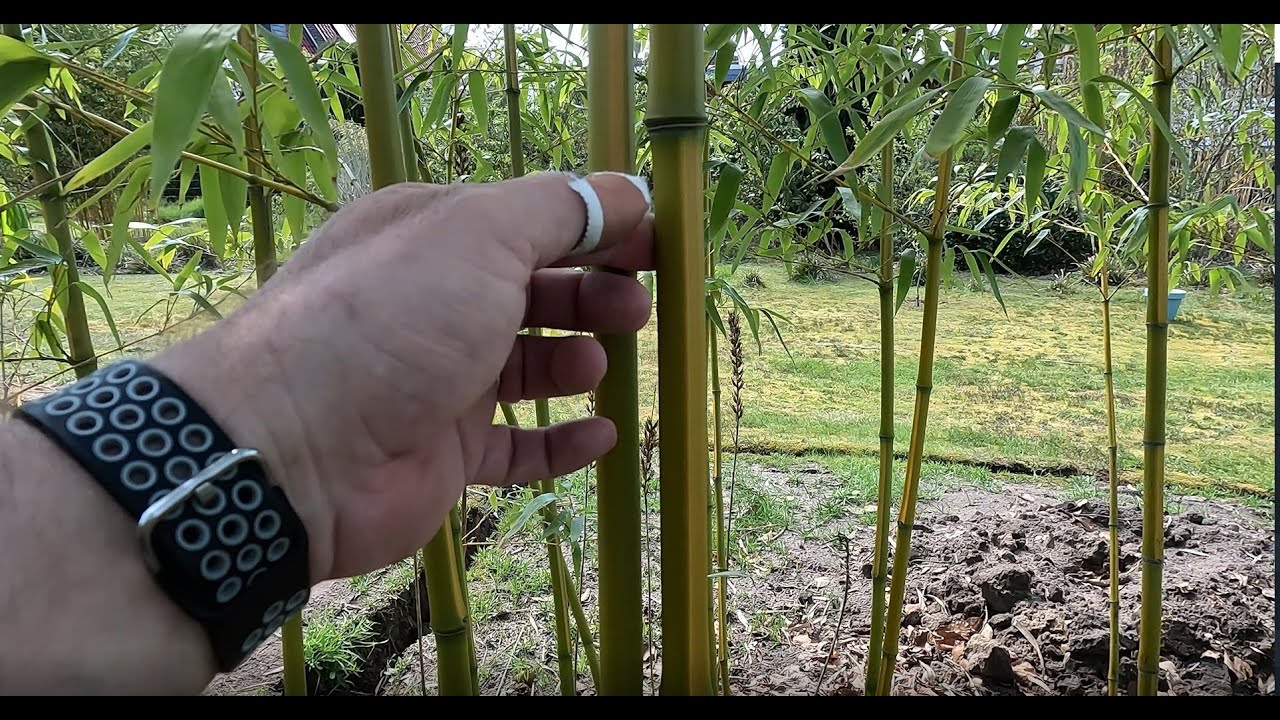 Identify Running or Clumping Bamboo (Invasive or Non-Invasive)