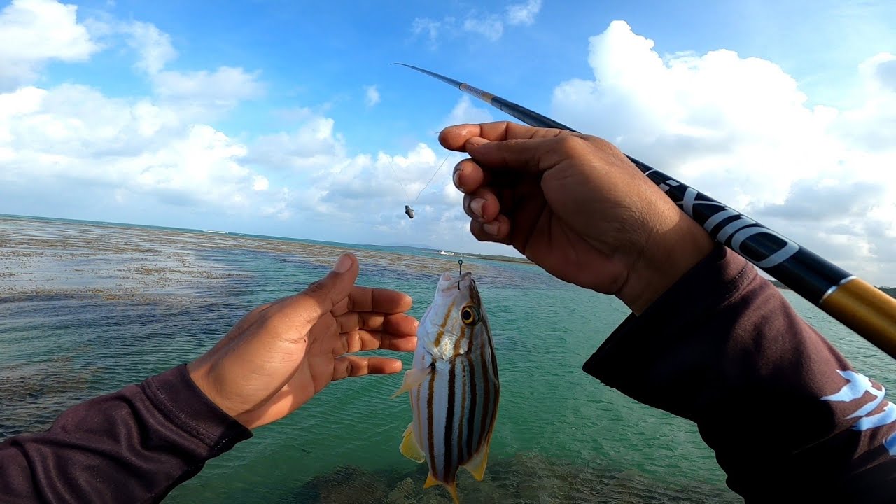 MANCING NGOYOR DI TUBIR KARANG
