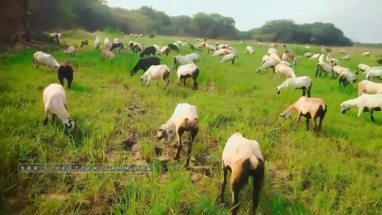 SHEEP FARMING IN TELUGU IN TELANGANA
