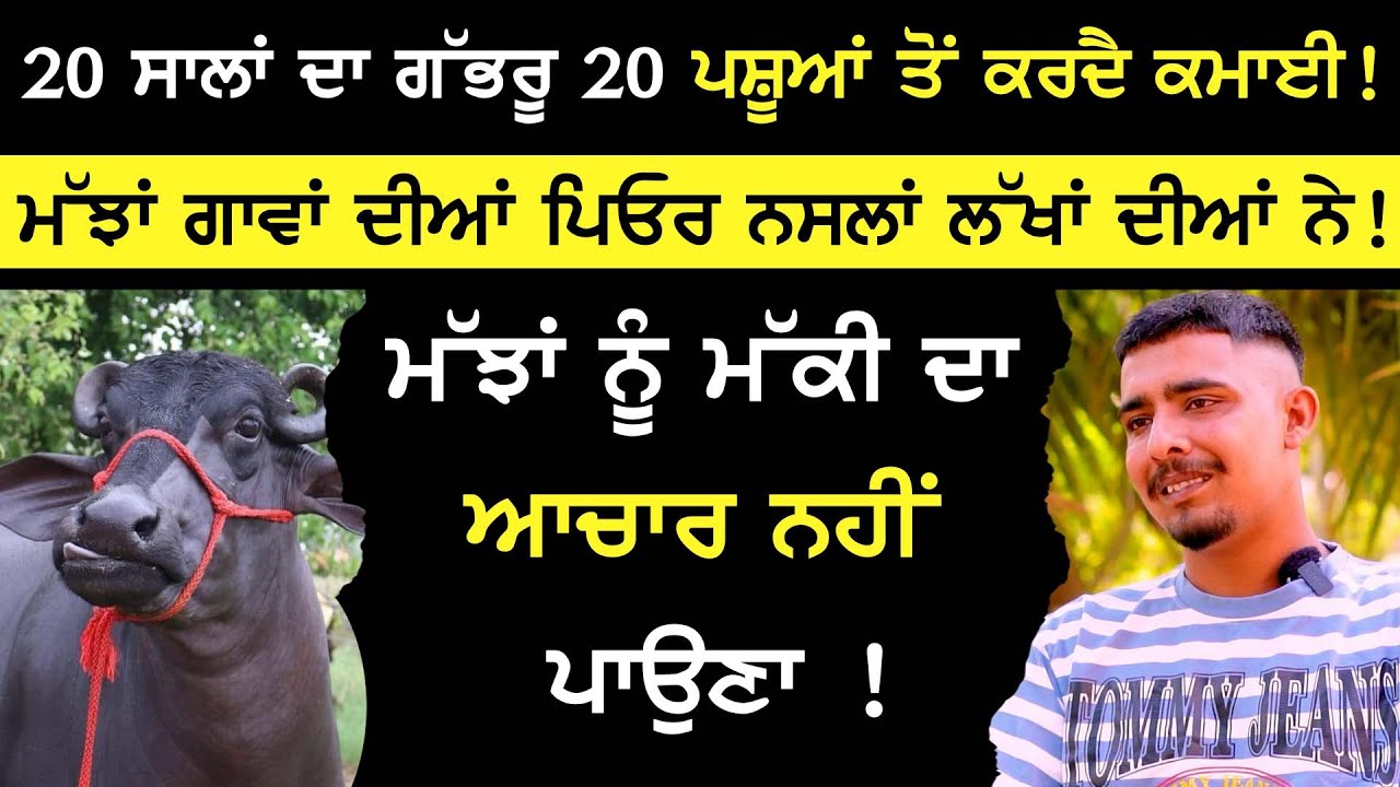 Dairy farming business - 20 ਸਾਲਾਂ ਦਾ ਗੱਭਰੂ 20 ਪਸ਼ੂਆਂ ਤੋਂ ਕਰਦੈ ਕਮਾਈ ! Chahal Dairy Farm | milking