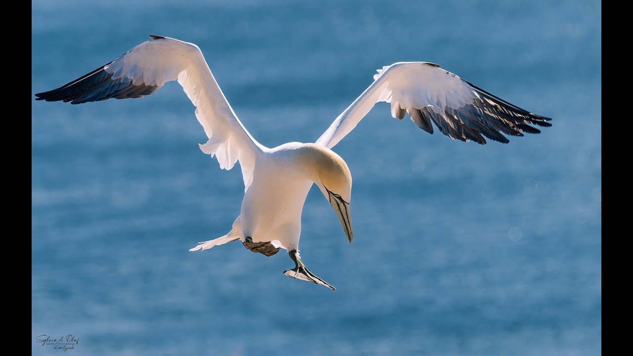 Basst&ouml;lpel Helgoland