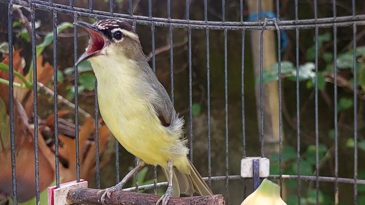 PRENJAK DAUN GACOR NGEPLONG - Masteran Burung opior Jambul