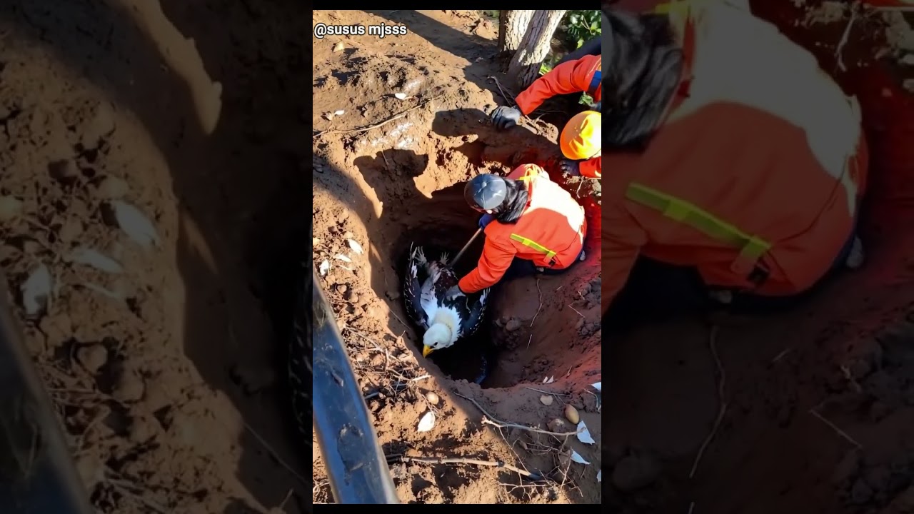 Rescue Mission   Bald Eagle Trapped in Pit Saved by Heroic Worker