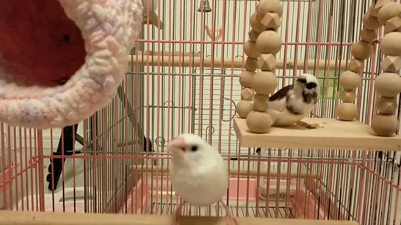 十姉妹🌸鳴き声
