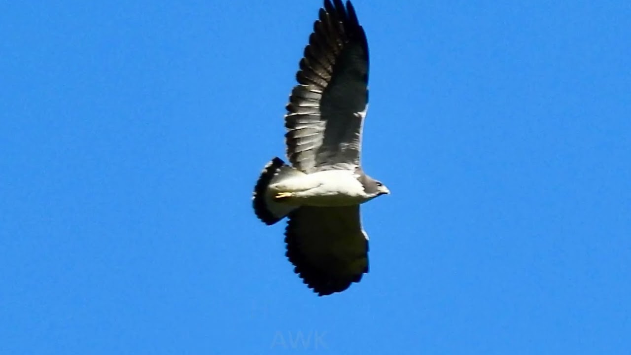 BIRDING BRASIL SAO  PAULO