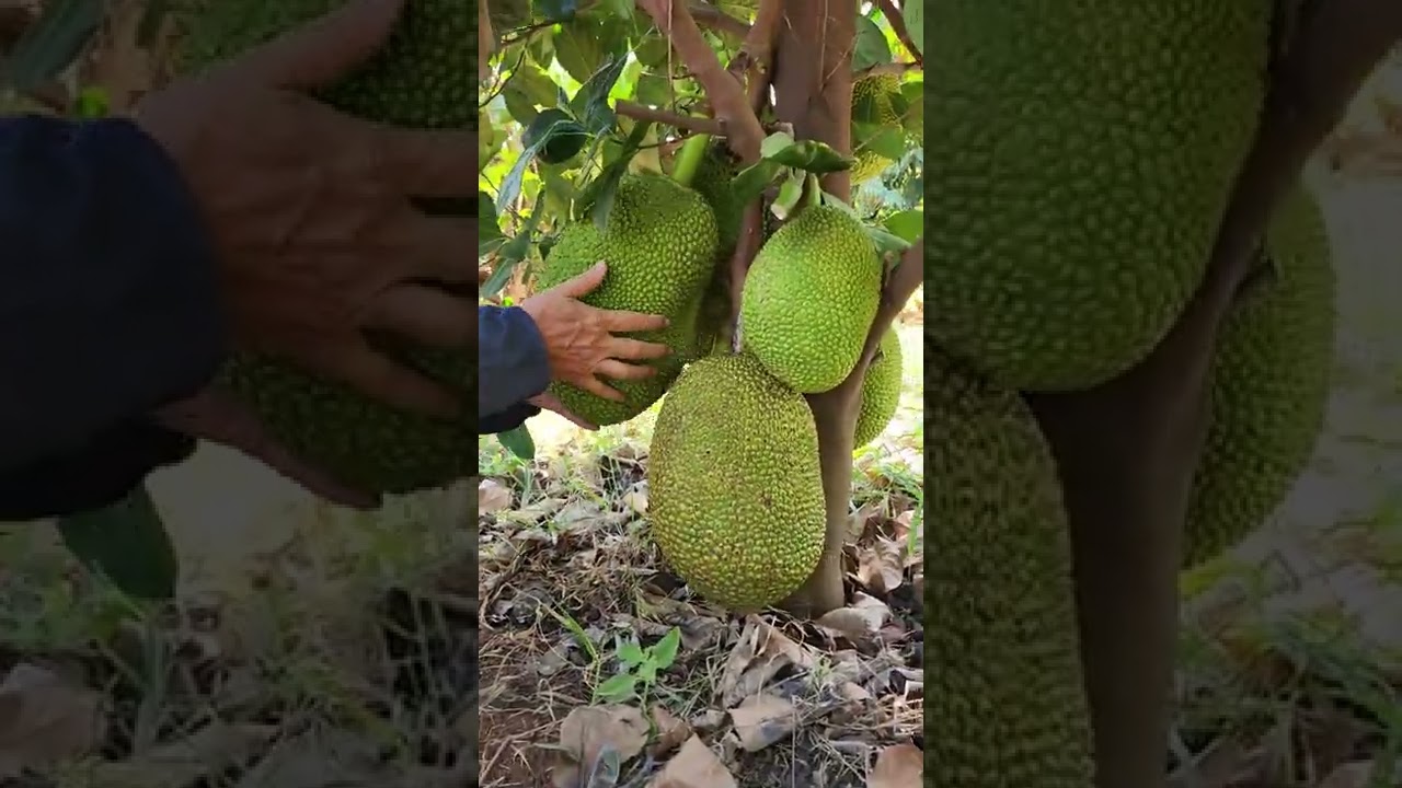 តែងផ្លែខ្នុរ / តាកាំងរៀនតែង / ដំណាំខ្នុរ / Khmer Jackfruit - YouTube