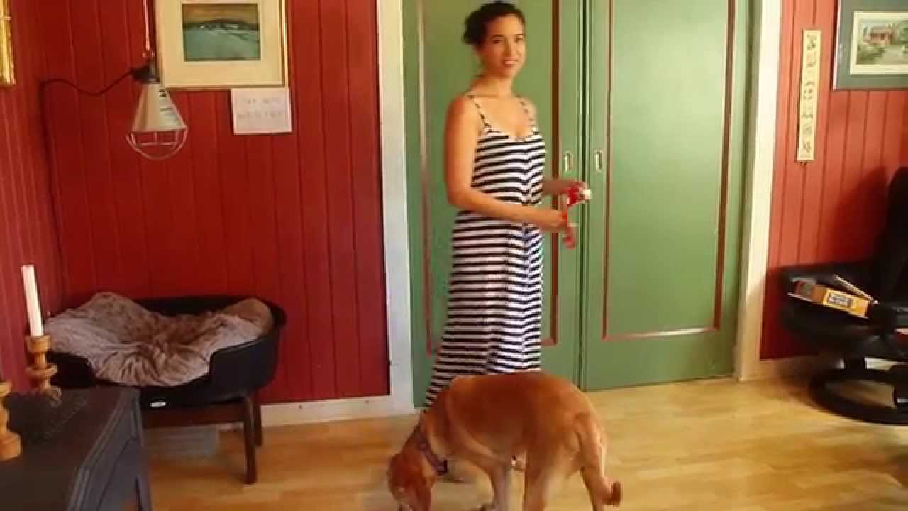 Teaching a head-shy dog to tolerate head touching