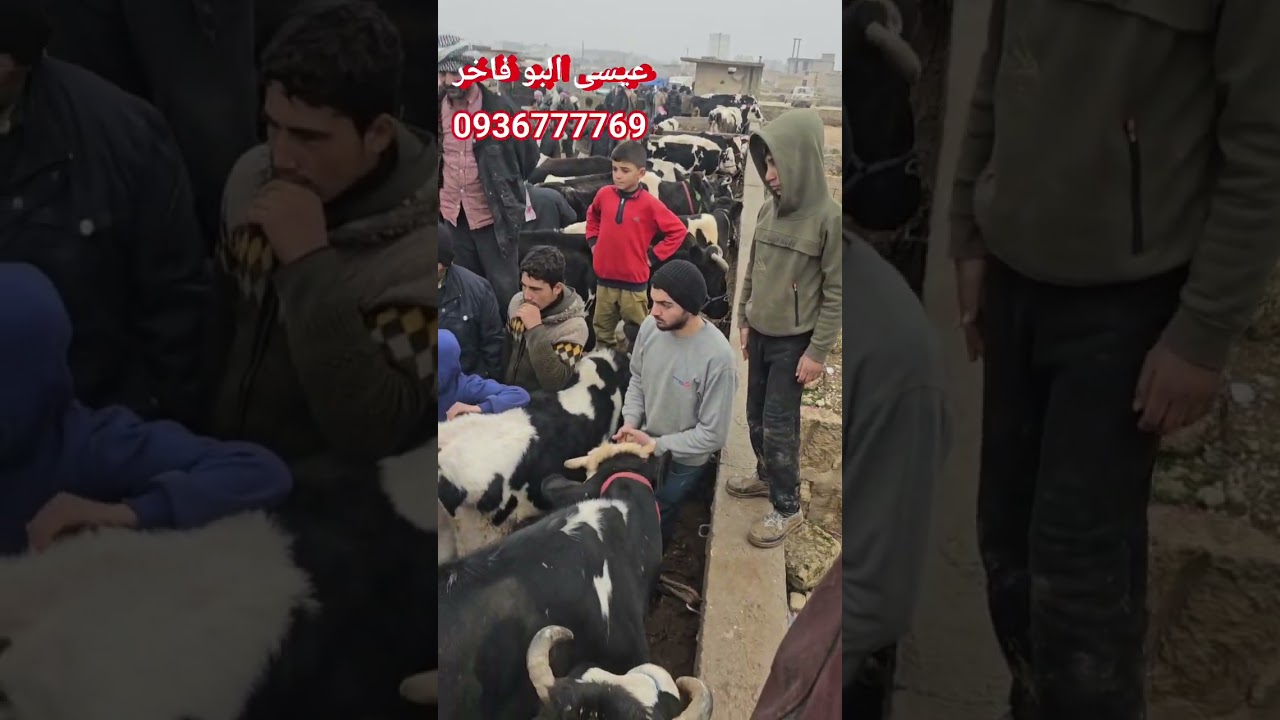 سوق الابقار في حلب بيزار الباب للأبقار  عيسى البو فاخر 0936777769