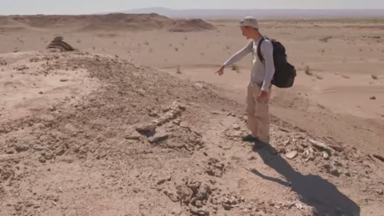 Il ritrovamento di una coda di Dinosauro