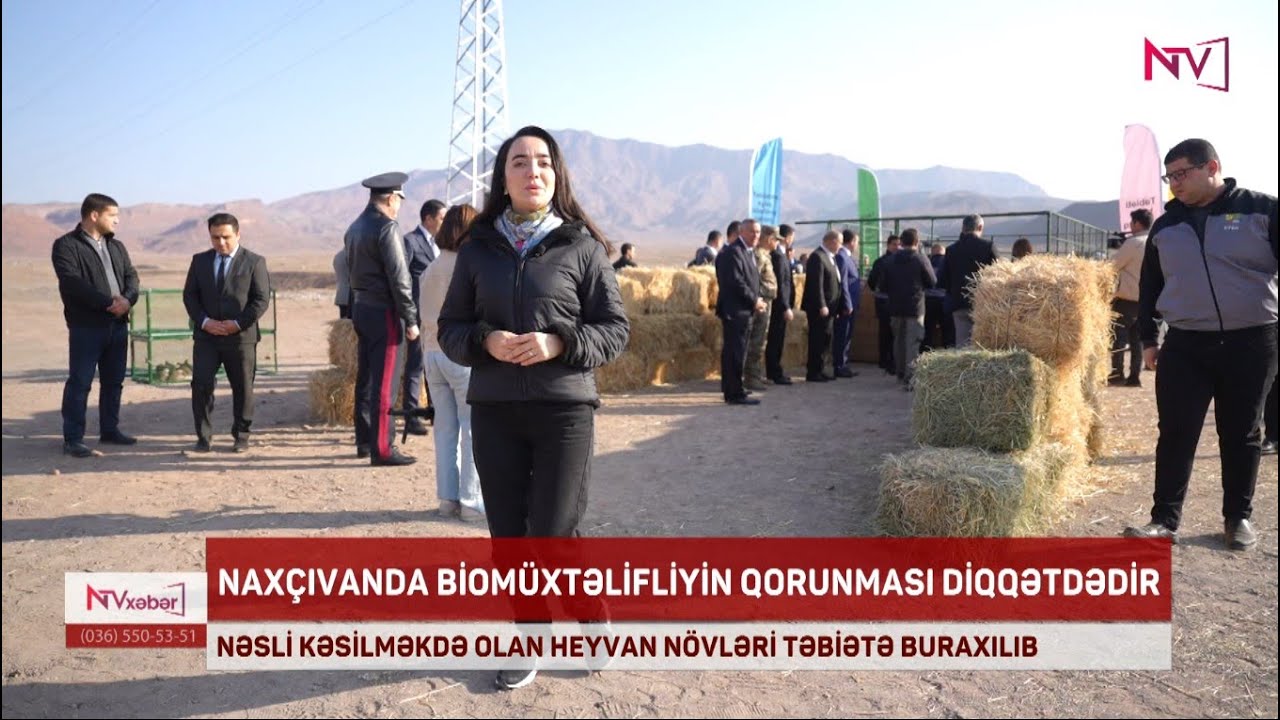 NAXÇIVANDA NƏSLİ KƏSİLMƏKDƏ OLAN HEYVAN NÖVLƏRİ TƏBİƏTƏ BURAXILIB