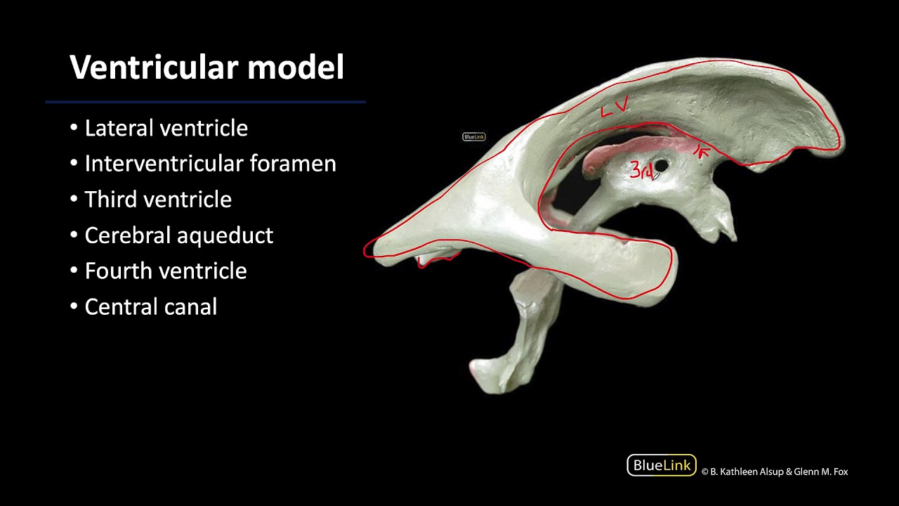 Ventricles - Dissection Supplement