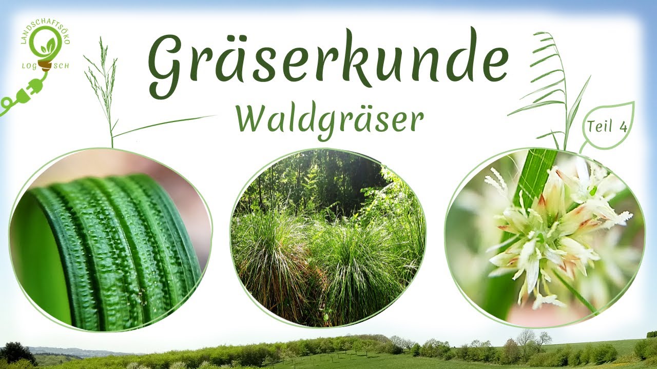Gräserkunde Teil 4: Häufige Waldgräser | Bestimmungsmerkmale als (Makro)Fotos+ Kurzcharakterisierung