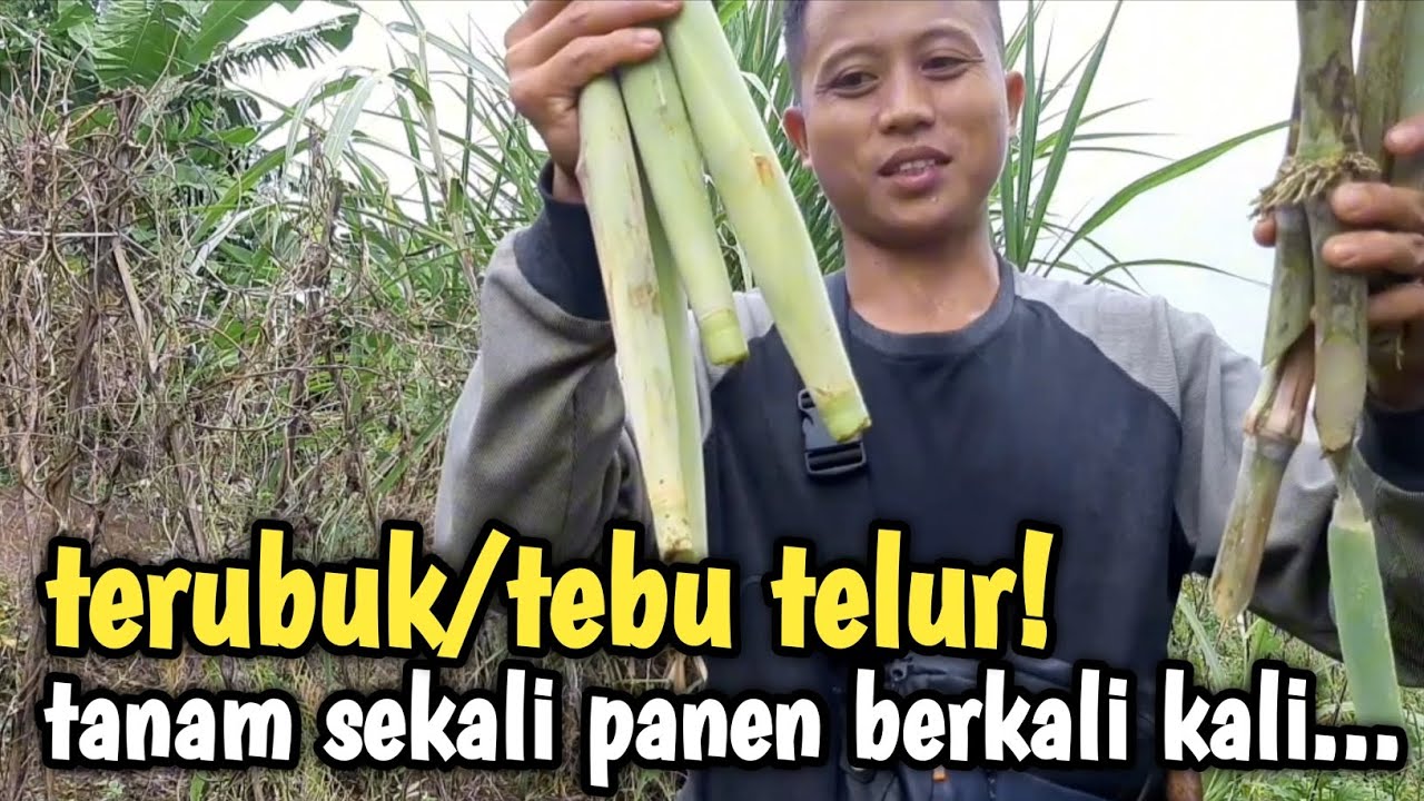 cara mudah panen terubuk yang baik & benar #aceagrofarm #terubuk #tebutelur