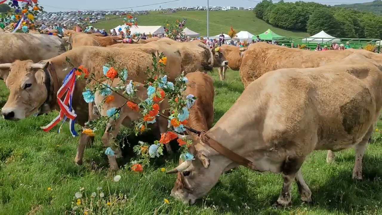 Transhumance. Col de Bonnecombe.  Plateau de l'Aubrac.