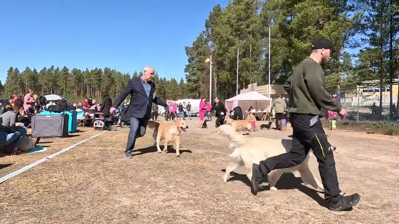 Hundutsällning  4 Maj 2024 Kronoby Finland