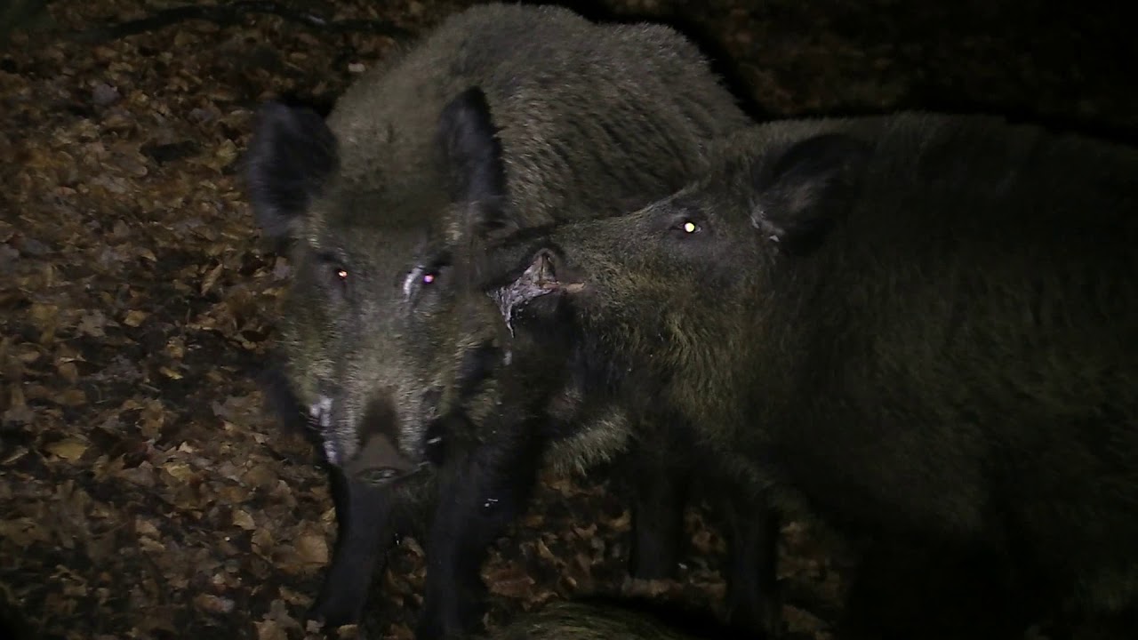 Raustijd Wilde Zwijnen, Veluwe Movie