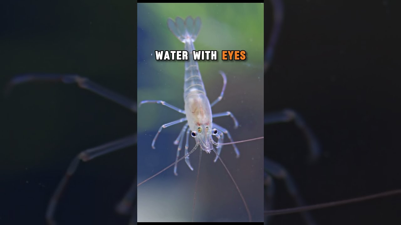 These Animals Are Almost Invisible... 😲