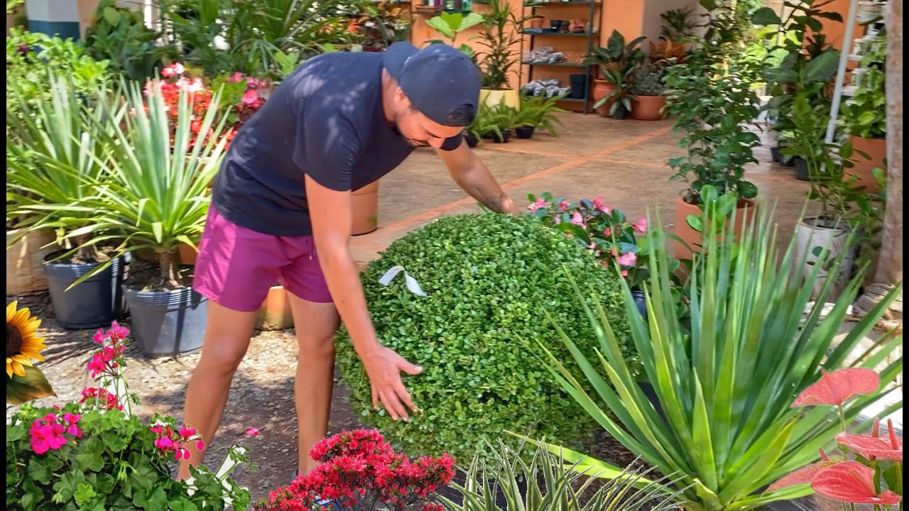 PASSEIO pela LOJA DE PLANTAS | Henrique Buttler