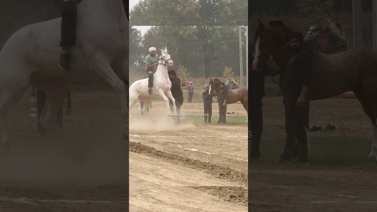 Nukra stallion jadu rider kala #marwarihorse #horse #horseriding