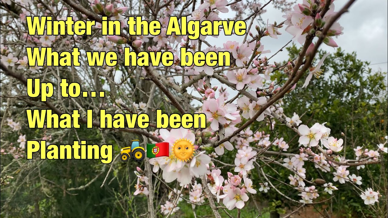 Winter in the Algarve catch up 🌻 what I’ve been planting 🚜🇵🇹🌞