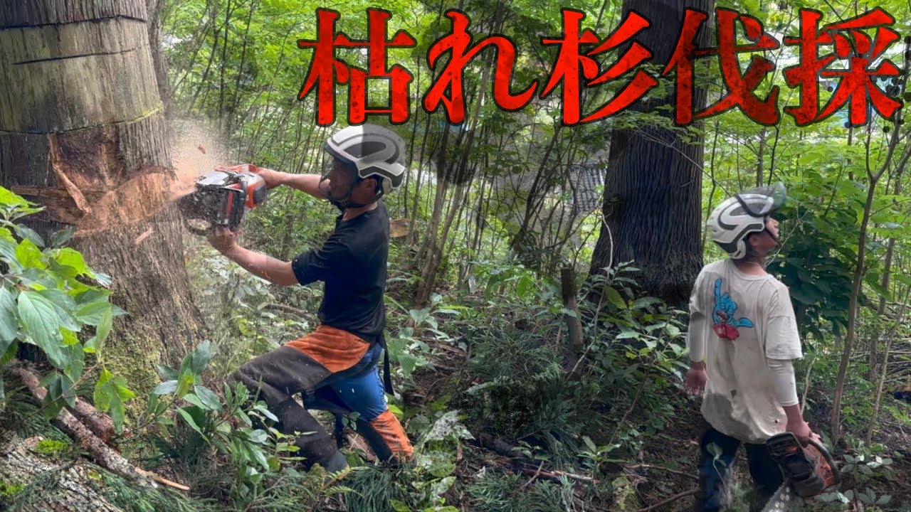 【不可解】枯れ杉の伐採！！棒になった杉を伐採していく【林業】