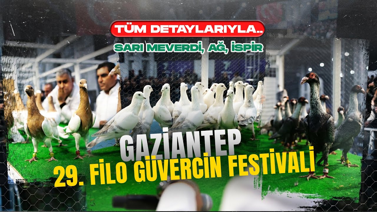 Gaziantep 29. Filo Güvercin Festivali | SARI MEVERDİ, AĞ, İSPİR