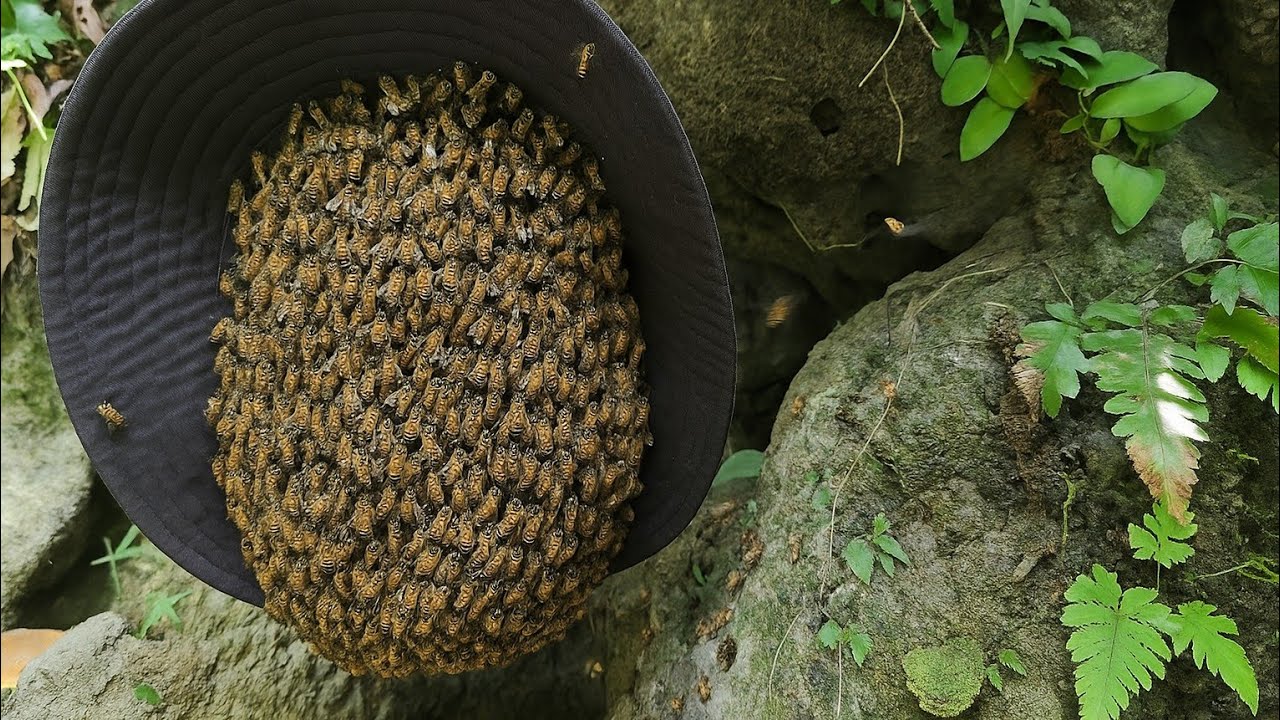 Bringing beehives home to raise - because wild honey is scarce | nature life