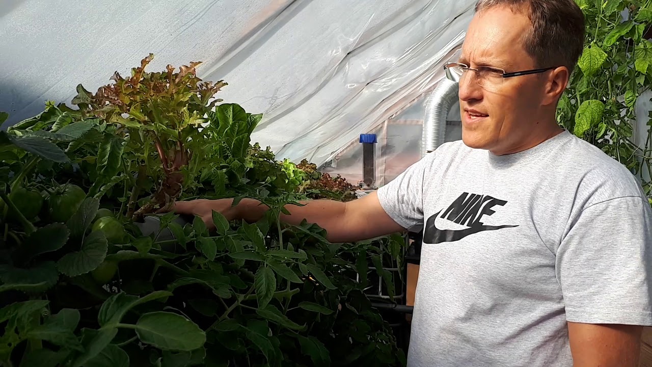 Aquaponik in der Oberpfalz / update
