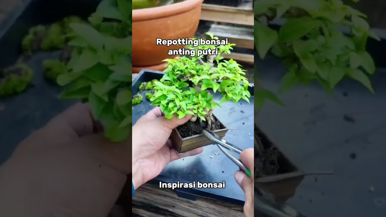 Repotting bonsai anting putri #bonsai #antingputri #wrightiareligiosa #bonsaitree