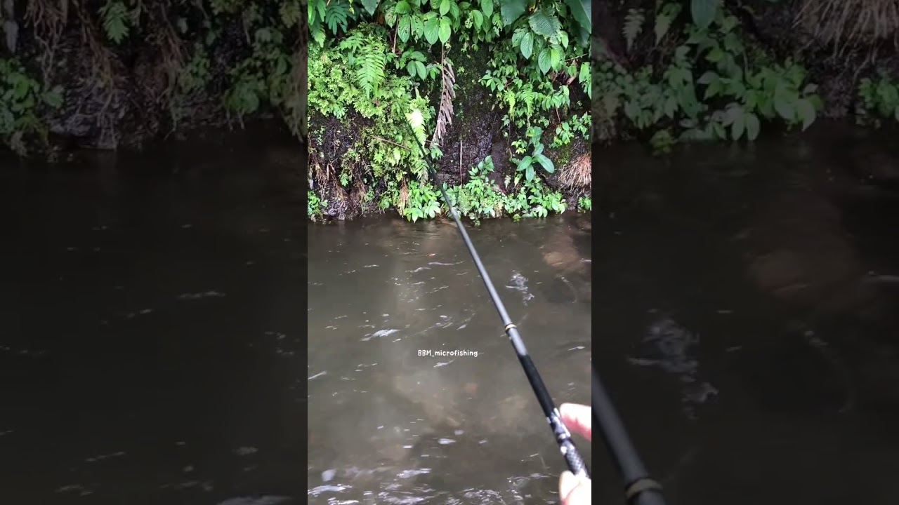 Mancing microfish di dekat aliran kali galuh wonosobo