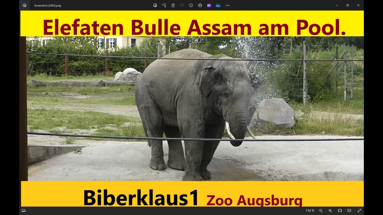 Elefanten Bulle Assam am Pool. Zoo Augsburg