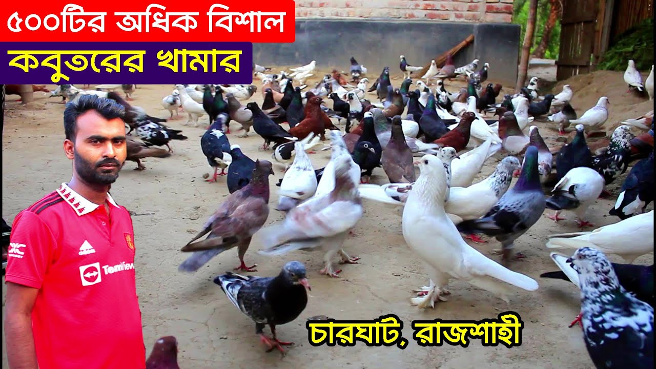 ৫০০টির অধিক বিশাল কবুতরের খামার গড়ে সফল খামারি রাজশাহী কাওসার ভাই | কবুতর পালন পদ্ধতি।BD Pigeon Farm