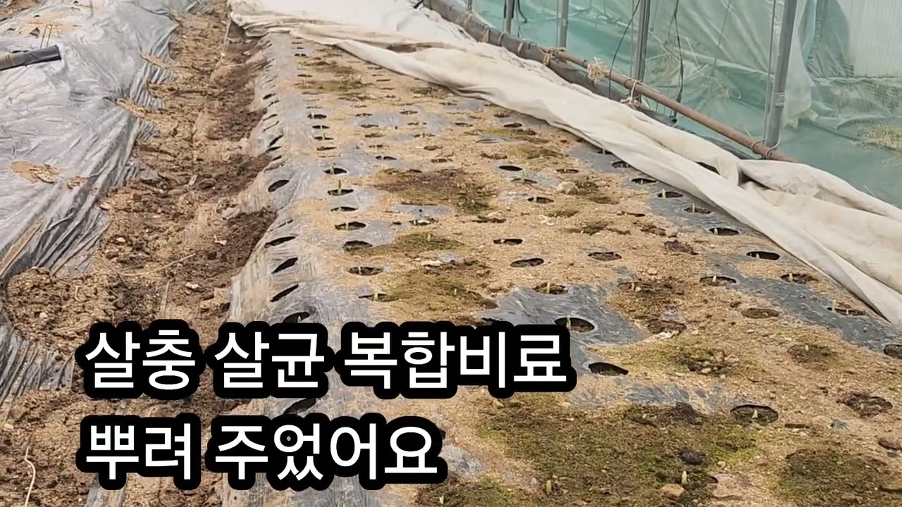 마늘 부직포벗기고 살충,살균 살포후 추비주기2026,02.22