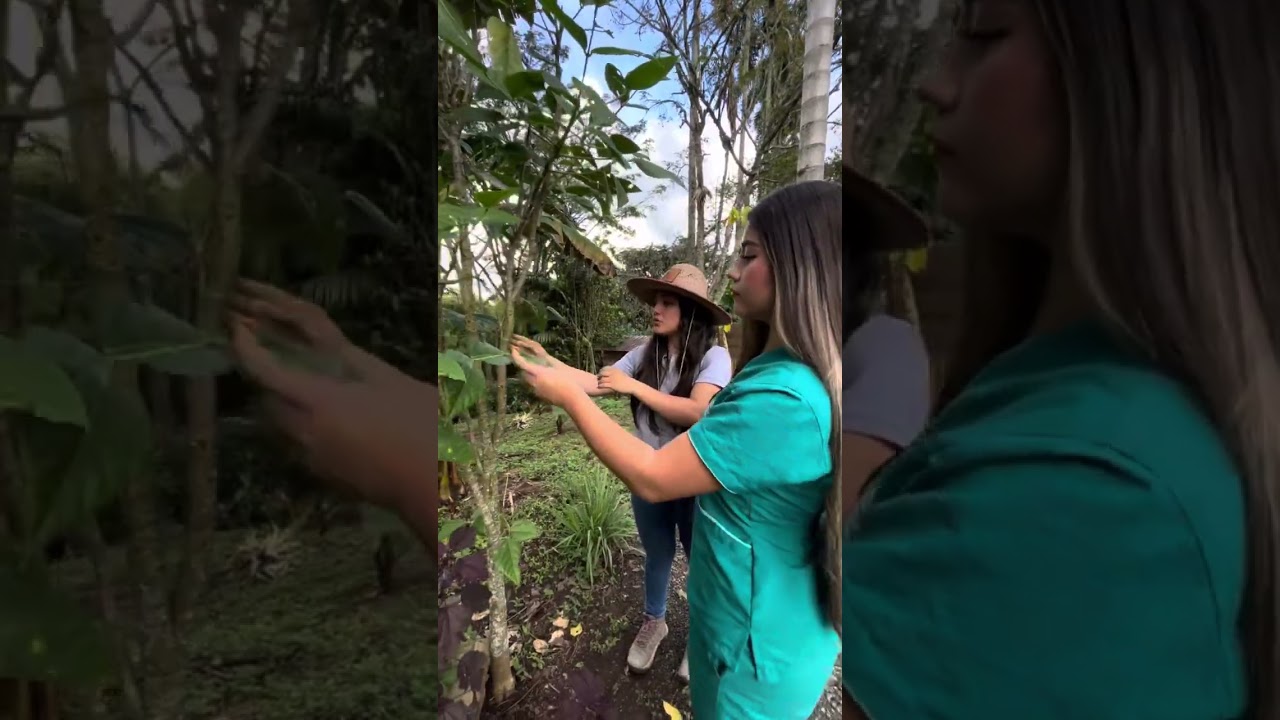 Identificación de plantas 