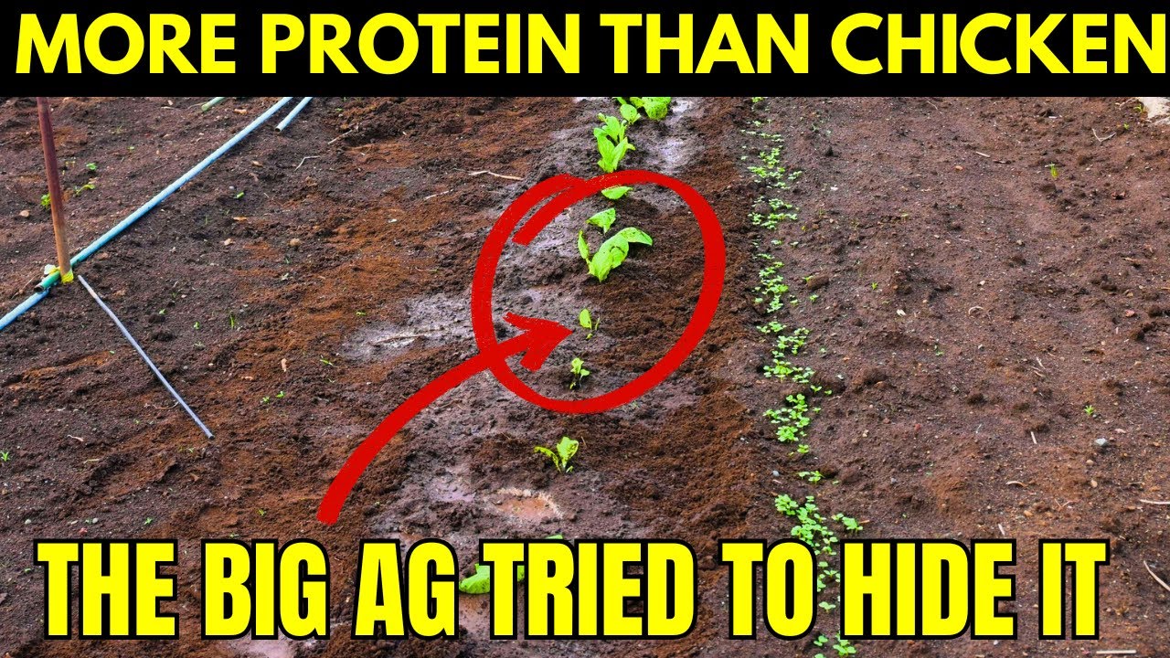 This Seed Has More Protein Than Chicken and Grows Anywhere (Hidden Until Now)