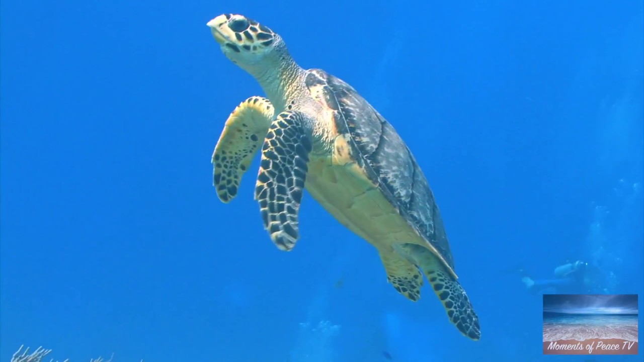 Moments of Peace - Momentos de Paz - Underwater Part 2