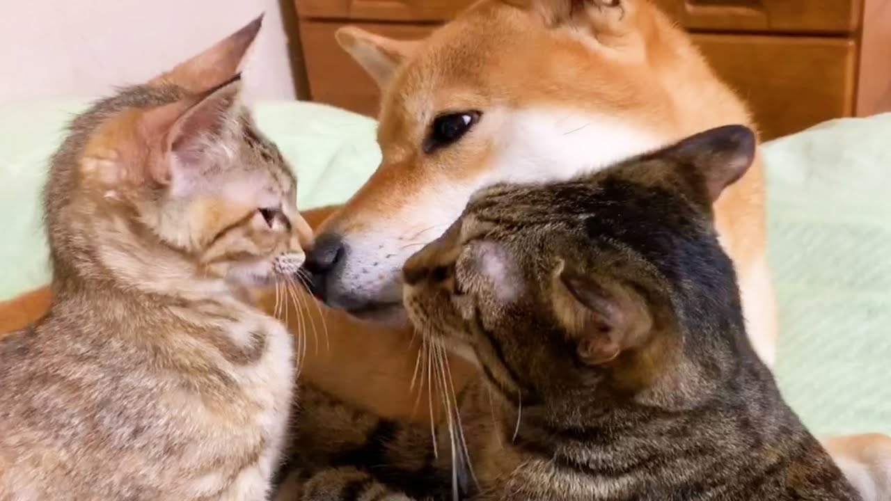 柴ふに慣れない子猫の為にお姉ちゃん猫から柴ふのトリセツ♪ The best way to relax with Shiba Inu