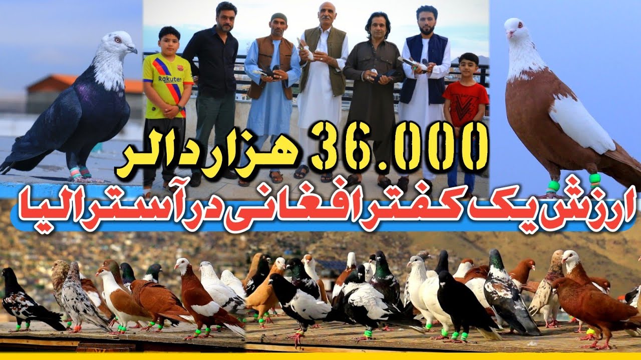قدر زر را زرگر داند|36000 هزار دالر ارزش کفتر افغانی در آسترالیا| شیوه بین المللی و نتیجه بخش کوریز