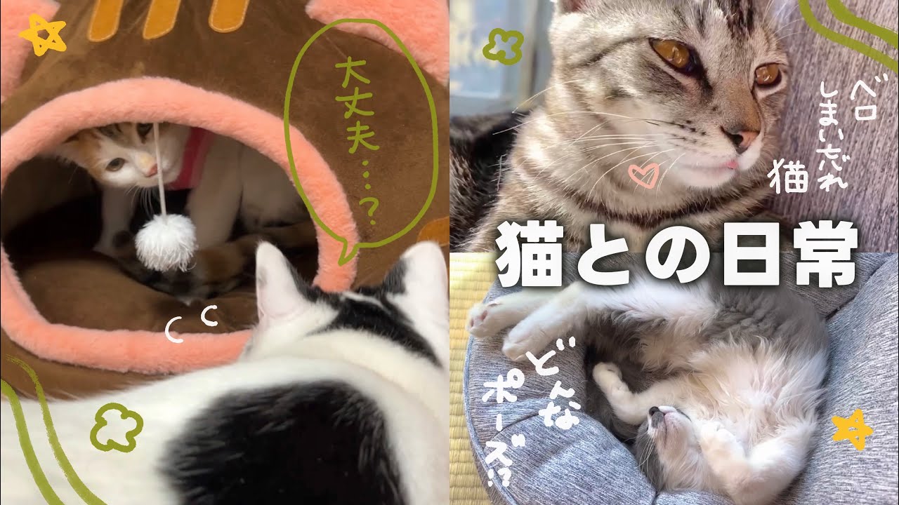 【ねことの日常Vlog】 避妊手術後の猫ちゃんの様子と気にかける保護猫ちゃん🥹 | 野生の心を忘れた、癖の強すぎるうちの猫ちゃんたち 【保護猫シェルター】