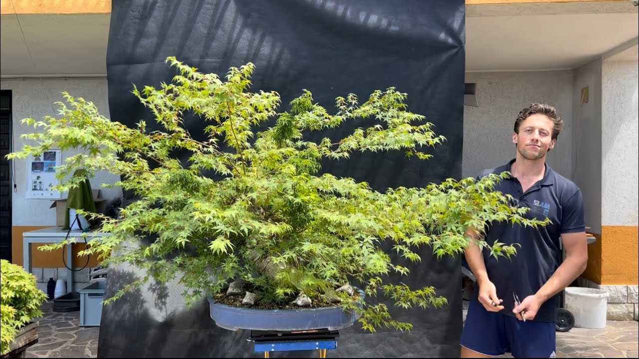 Huge Acer palmatum grafted into shishigashira!🍁 pruned hard✂️