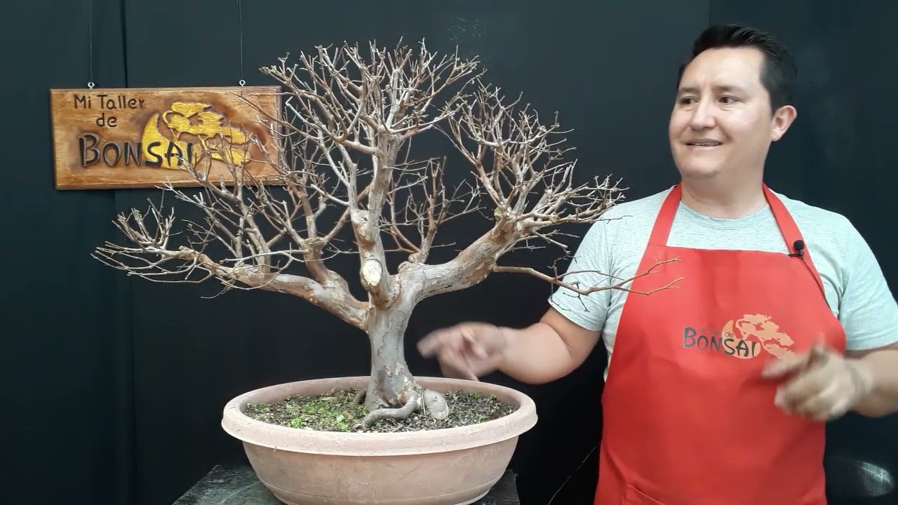 Que le pasa a mi Jaboticaba