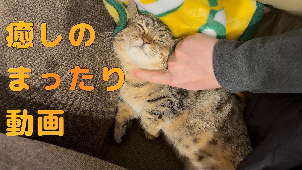 短足猫ちゃんの癒し動画