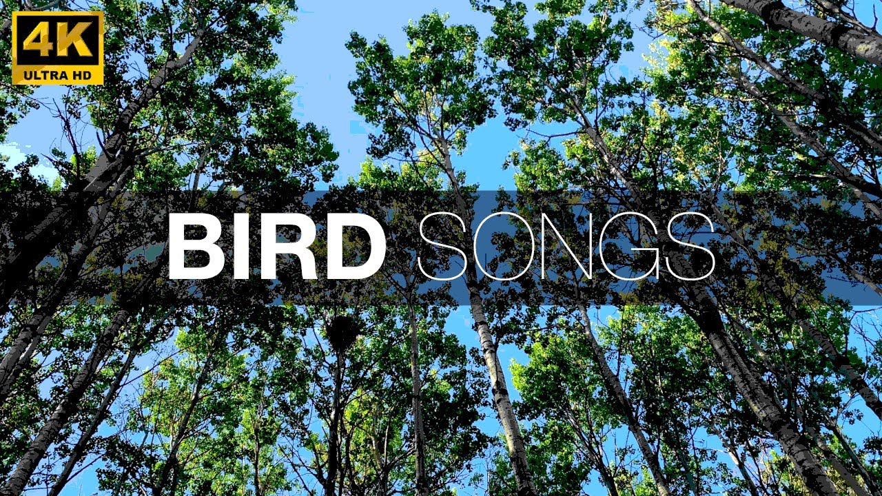 Forest nature sounds | forest birdsong | peaceful forest sounds for work and relaxing 💚