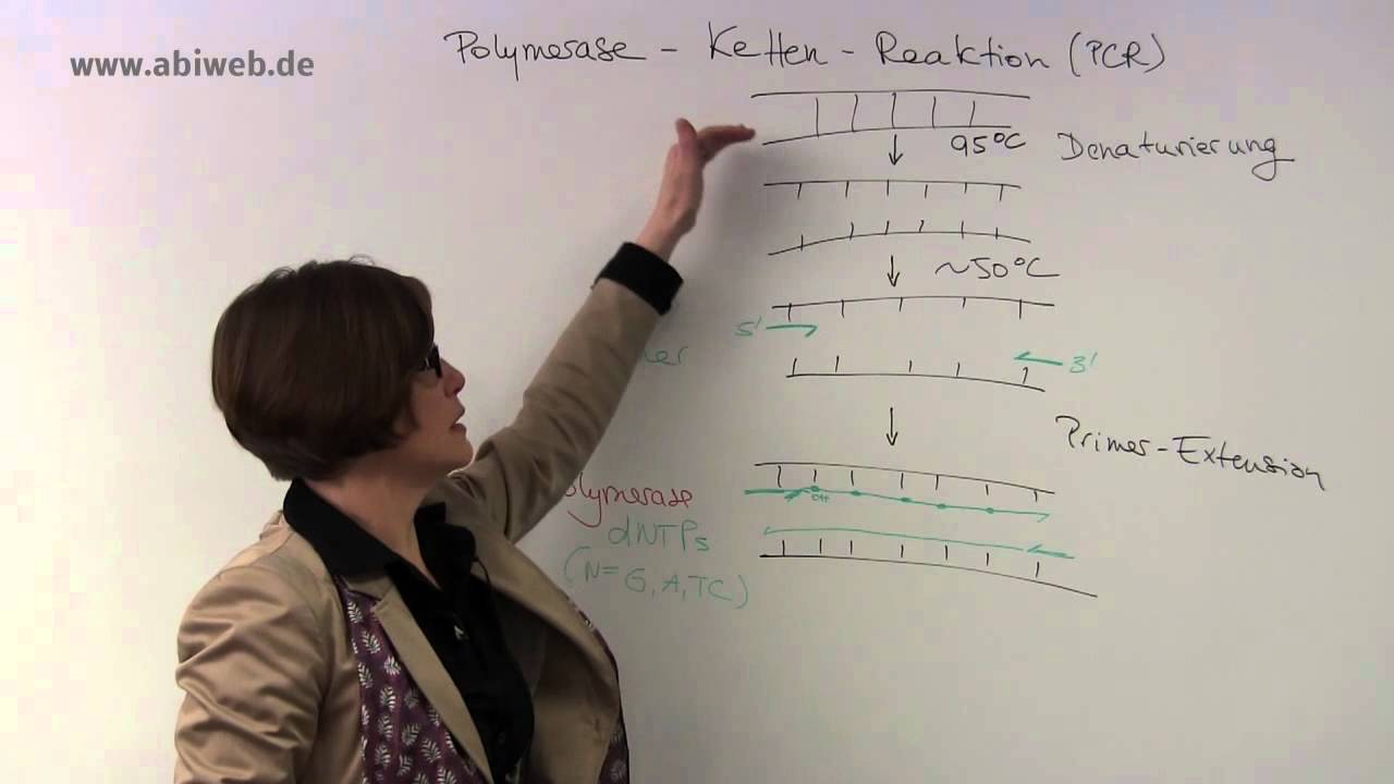 Polymerase Kettenreaktion - Abitur Biologie